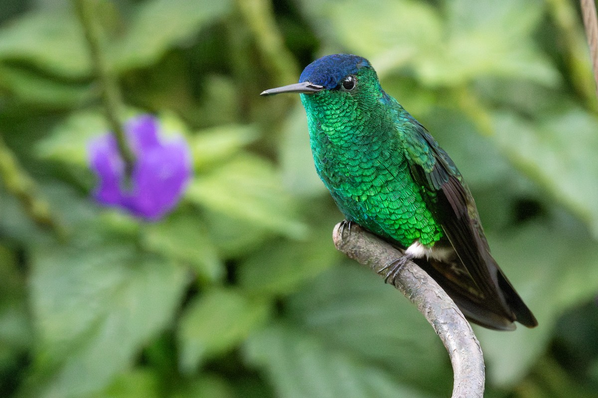 Amazilia Capiazul - ML646067671