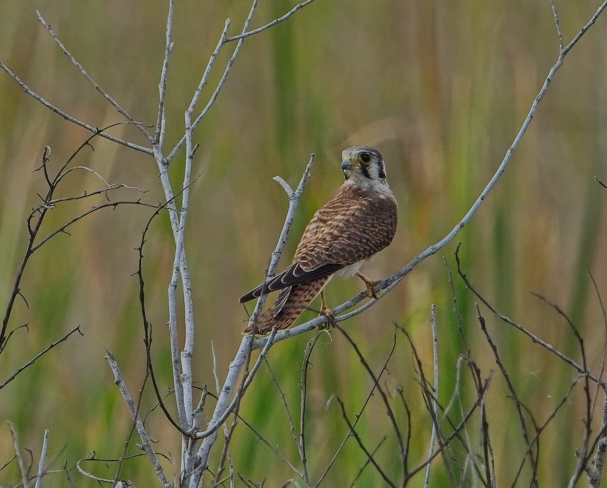 Cernícalo Americano - ML646067673