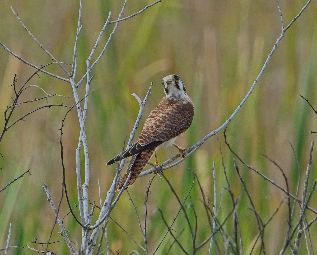 Cernícalo Americano - ML646067674