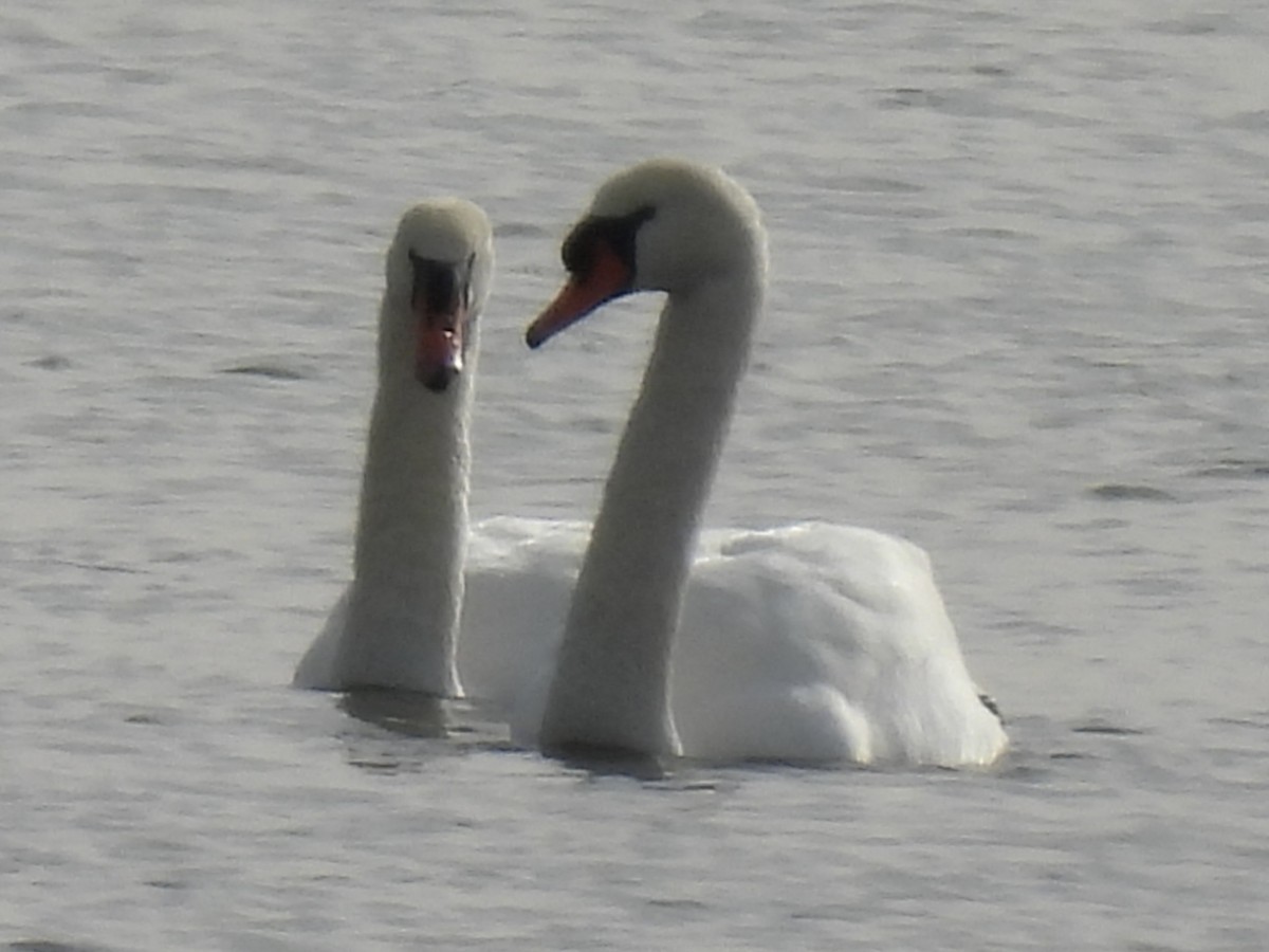 Cisne Vulgar - ML646067676