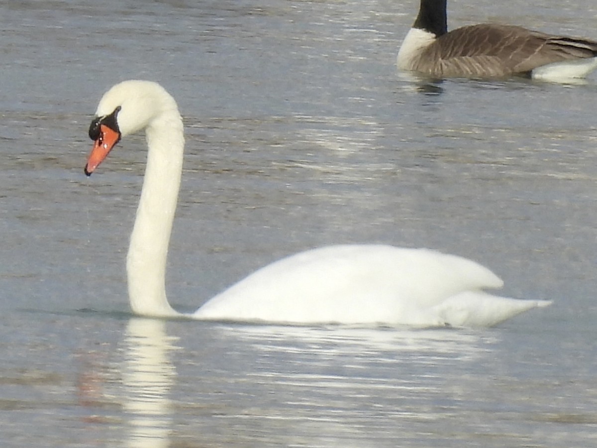 Cisne Vulgar - ML646067677