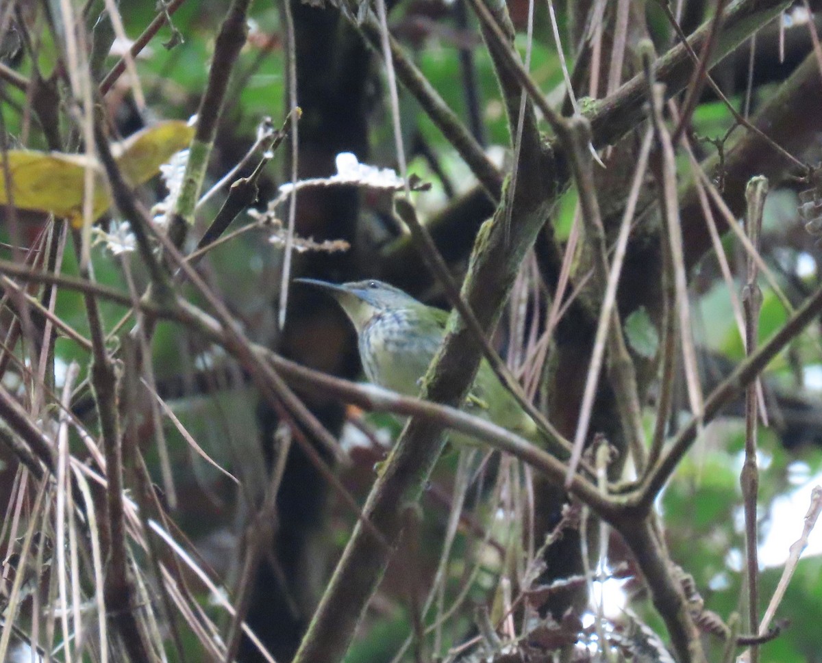 Mielerito Reluciente - ML646067679