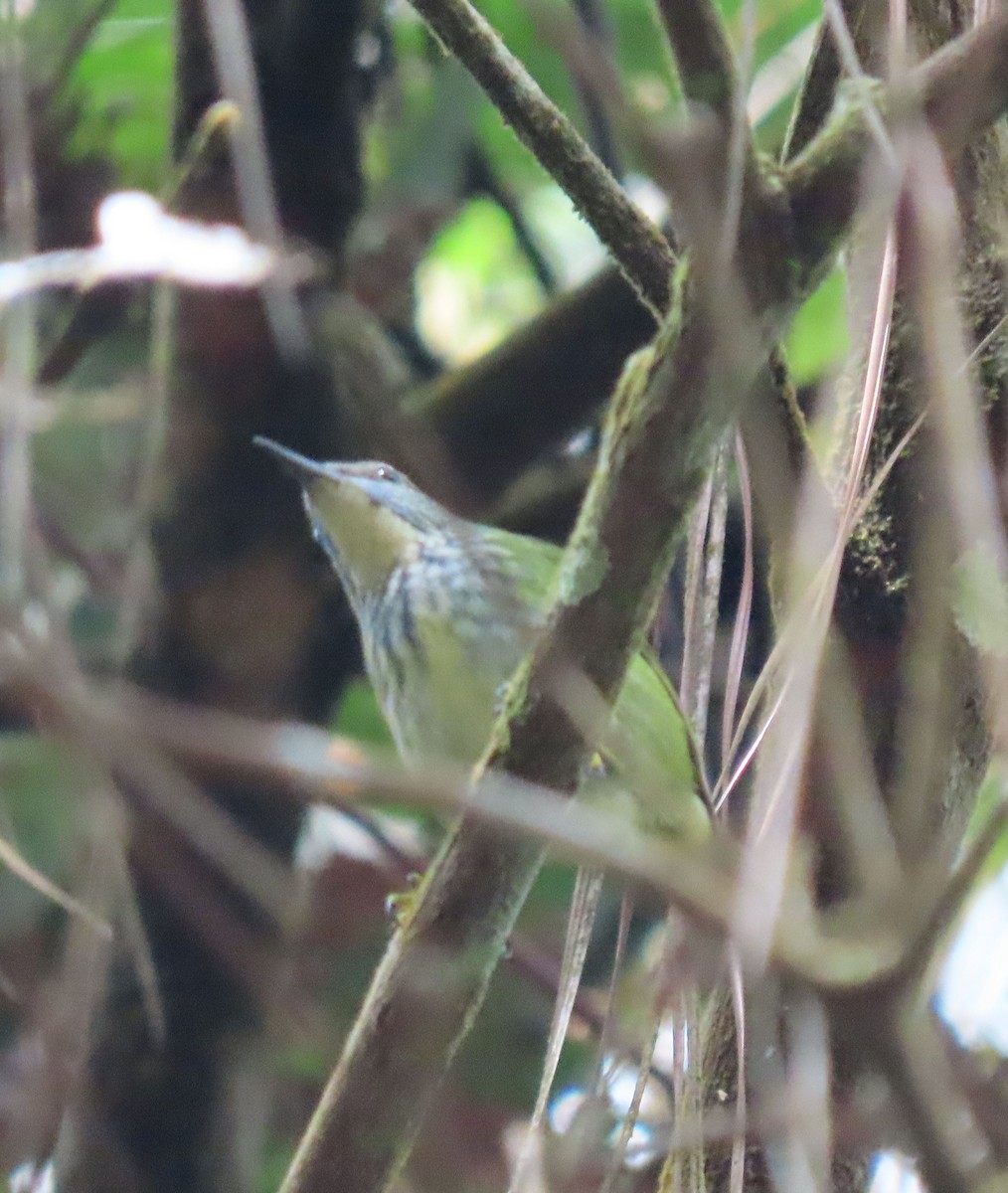 Mielerito Reluciente - ML646067680