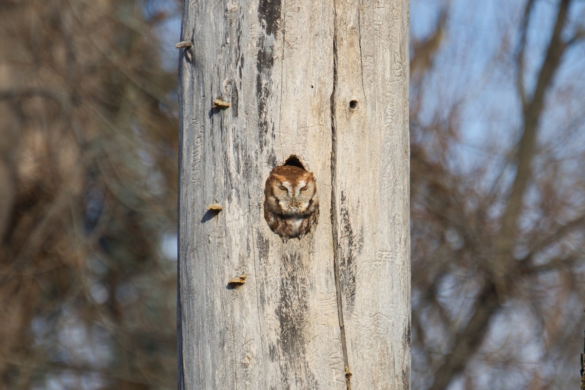 Autillo Yanqui (grupo asio) - ML646067693