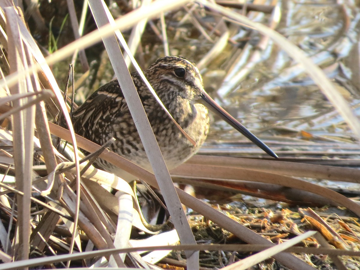 Agachadiza de Wilson - ML646067694