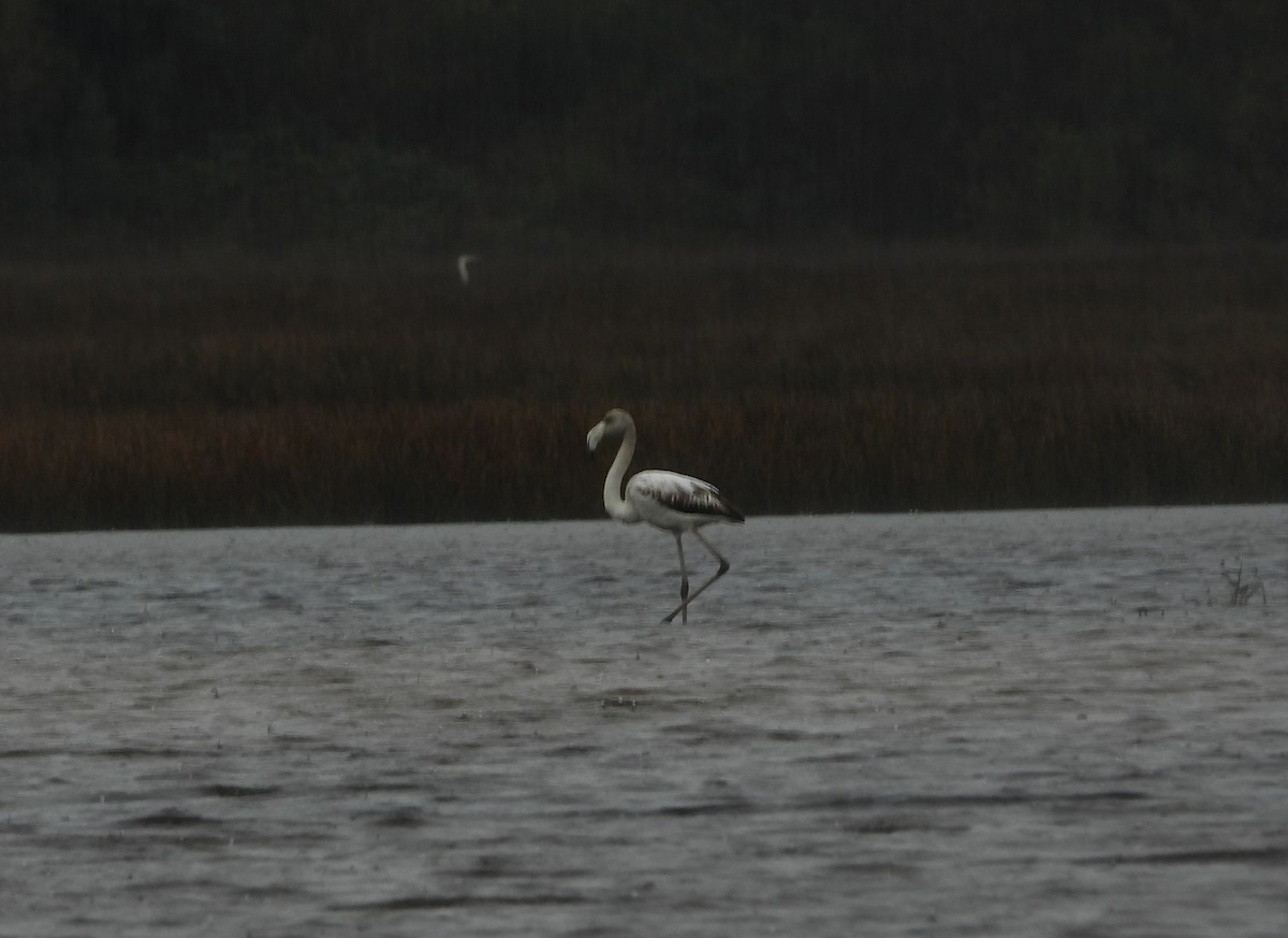 Flamenco Común - ML646067695