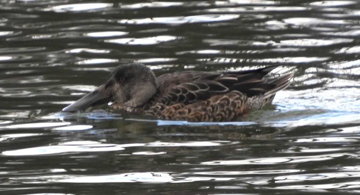 Cuchara Común - ML646067699