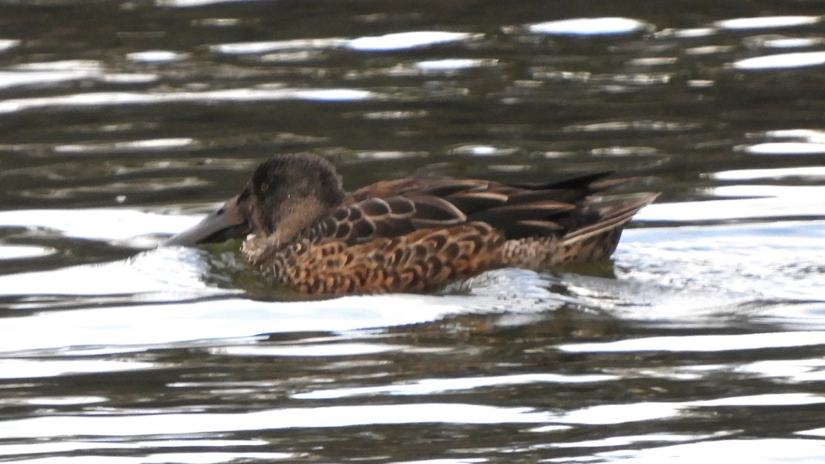 Cuchara Común - ML646067700