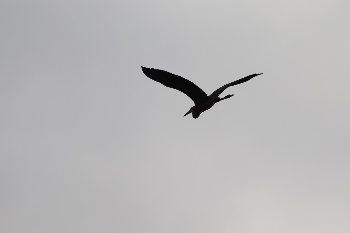 Garza Azulada - ML646067705