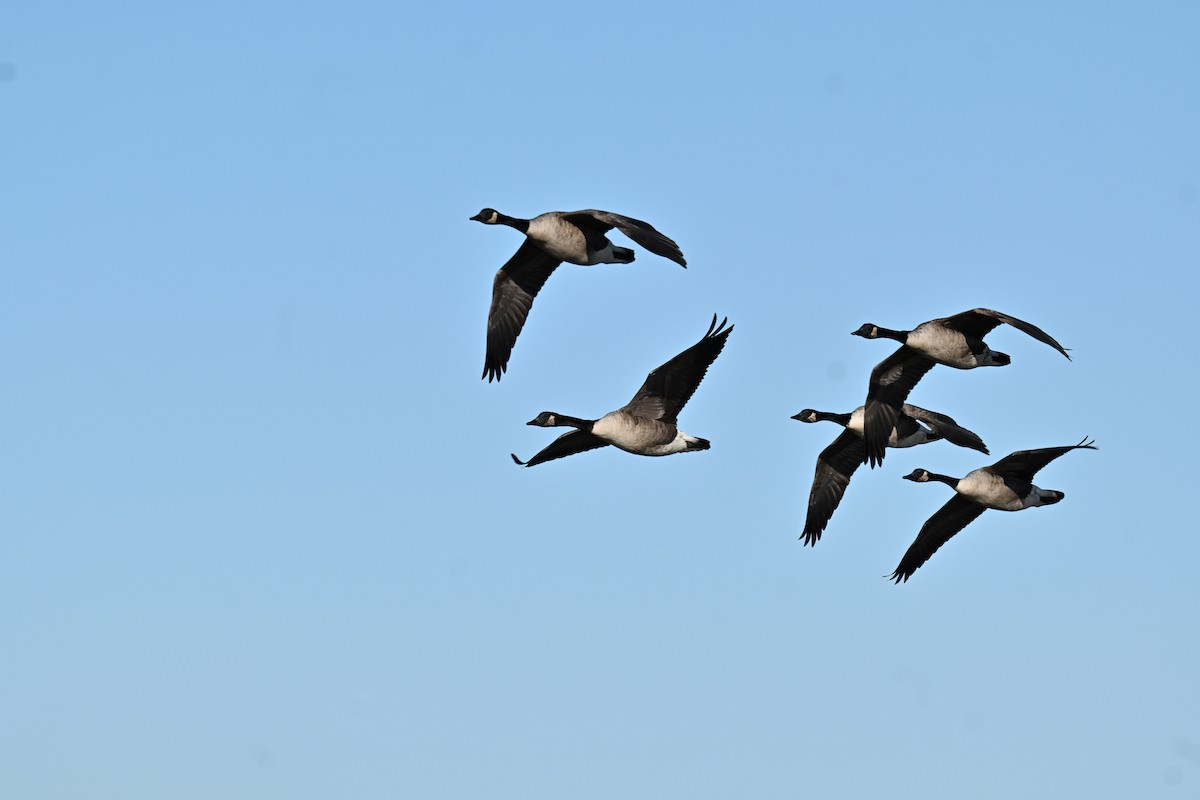 Barnacla Canadiense Grande - ML646067707