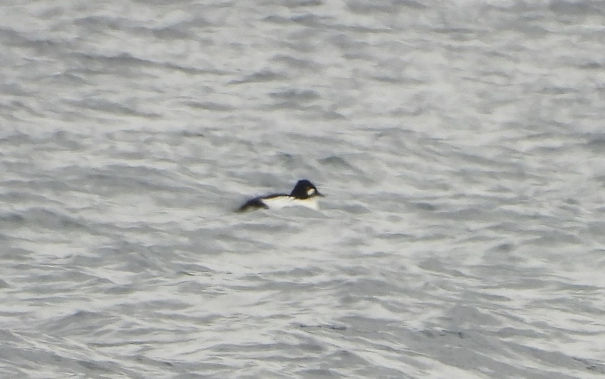 Porrón Osculado - ML646067708