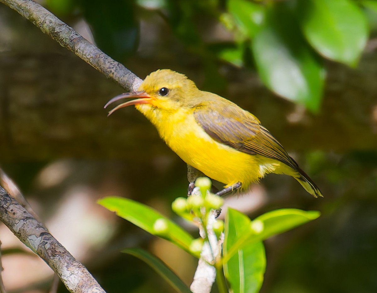 Sahul Sunbird - ML646067713