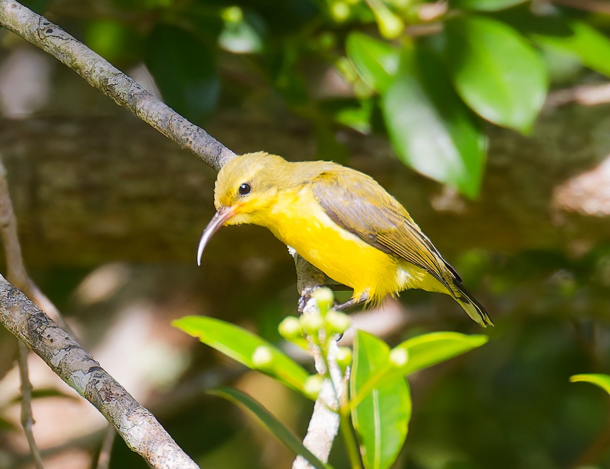 Sahul Sunbird - ML646067714