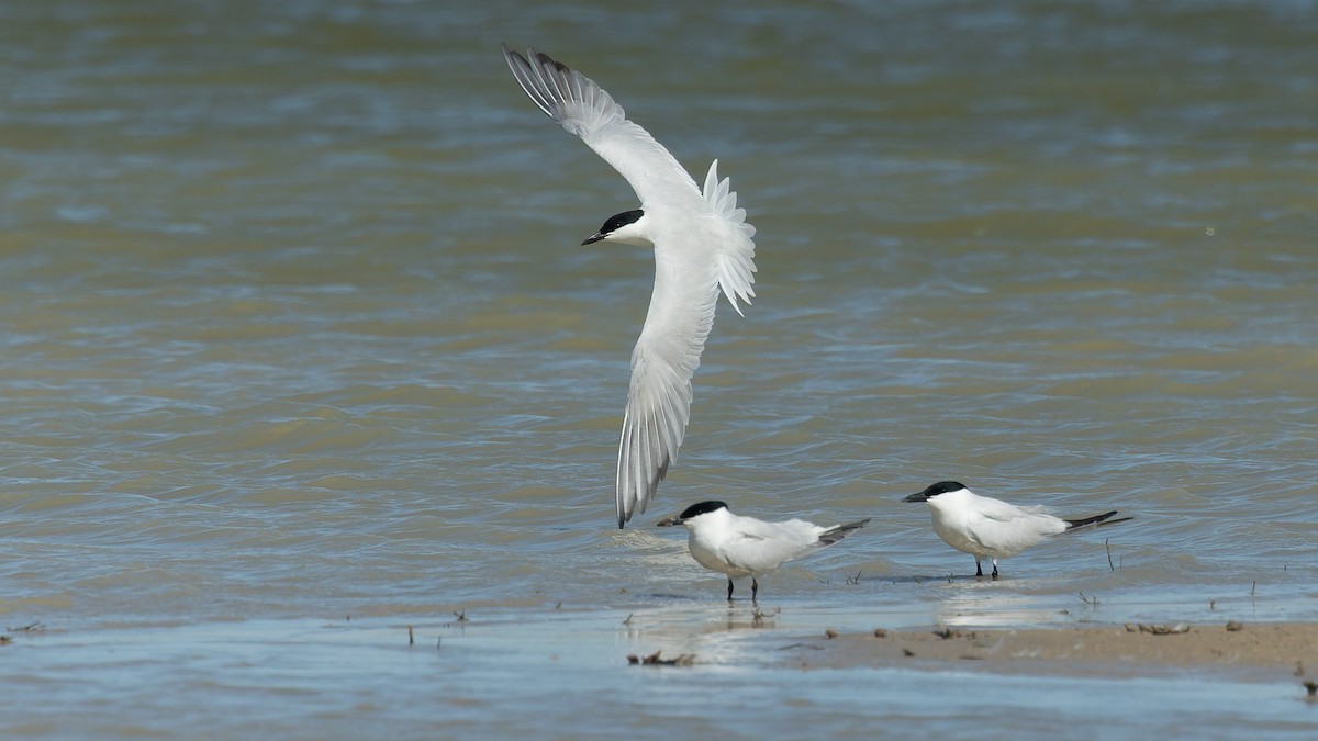 Australian Tern - ML646067720