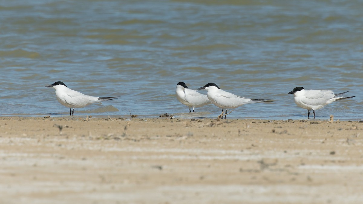 Australian Tern - ML646067721