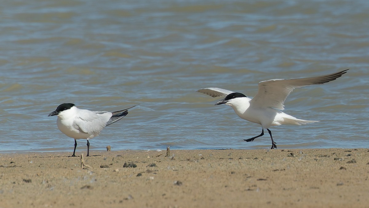 Australian Tern - ML646067722