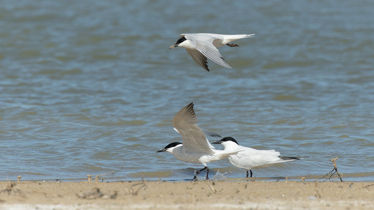 Australian Tern - ML646067723