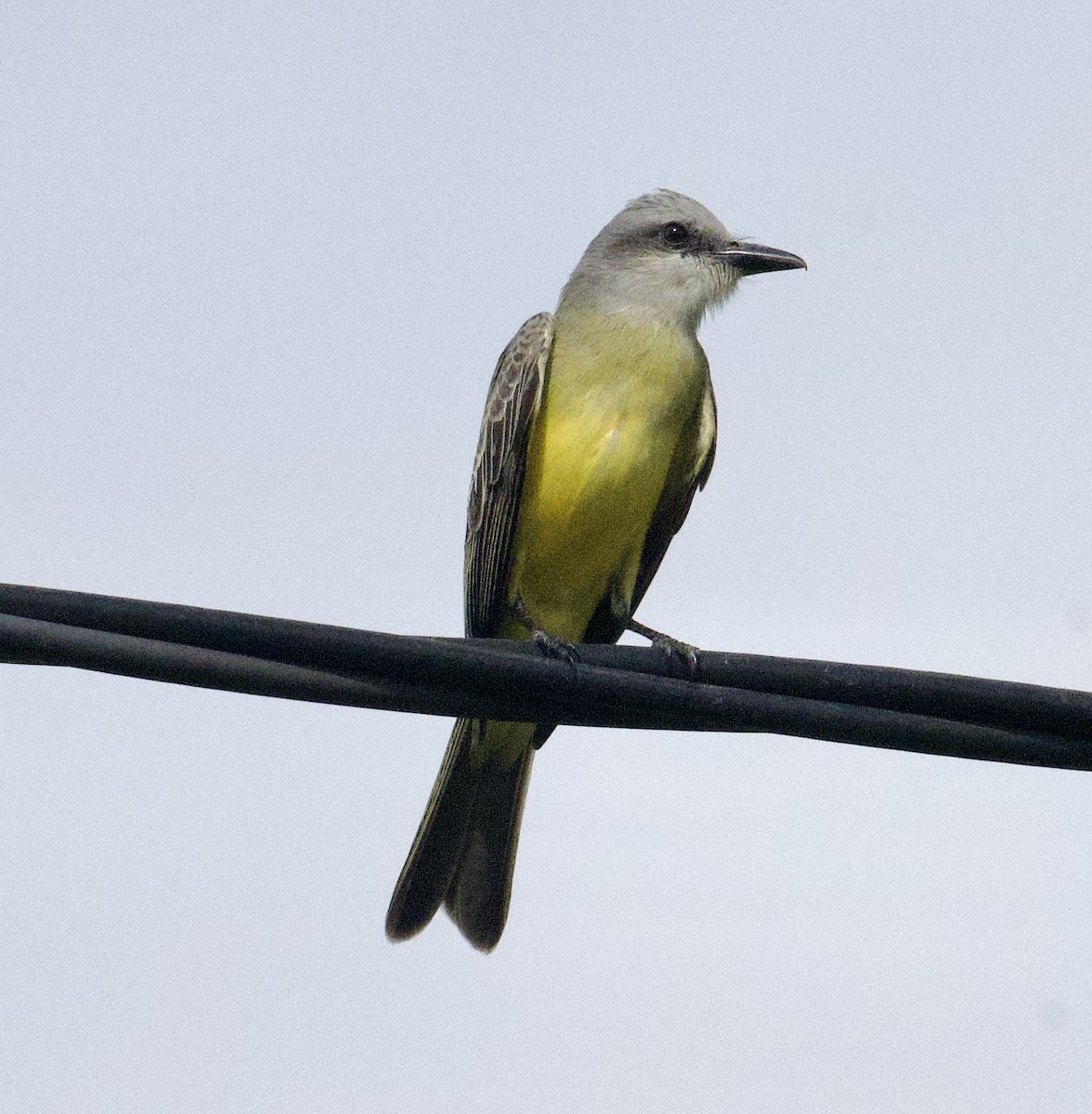 Tropical Kingbird - ML646067737