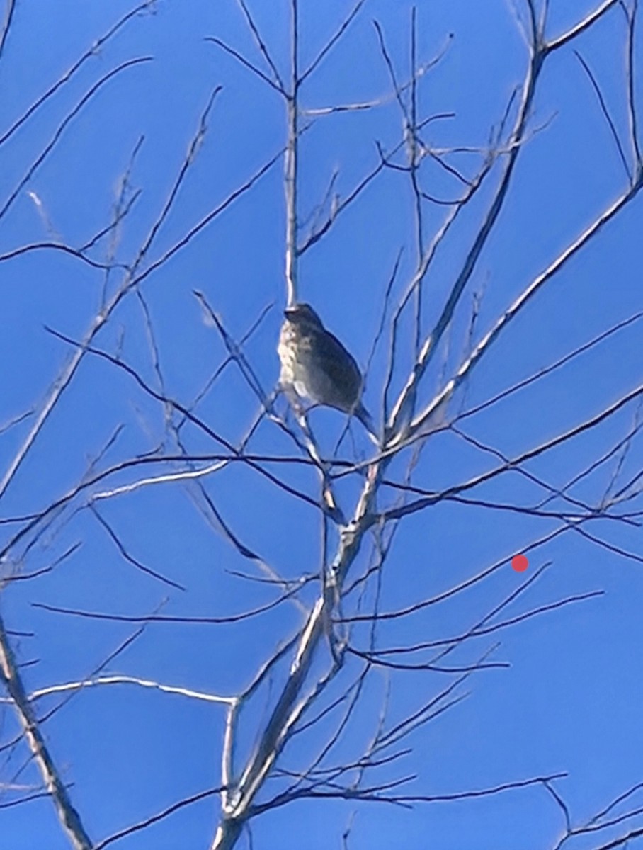 purpurfink (purpureus) - ML646067741