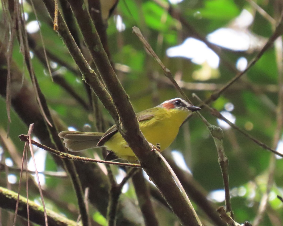 Paruline de Delattre - ML646067745