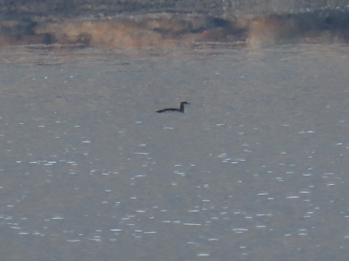 Red-throated Loon - ML646067762