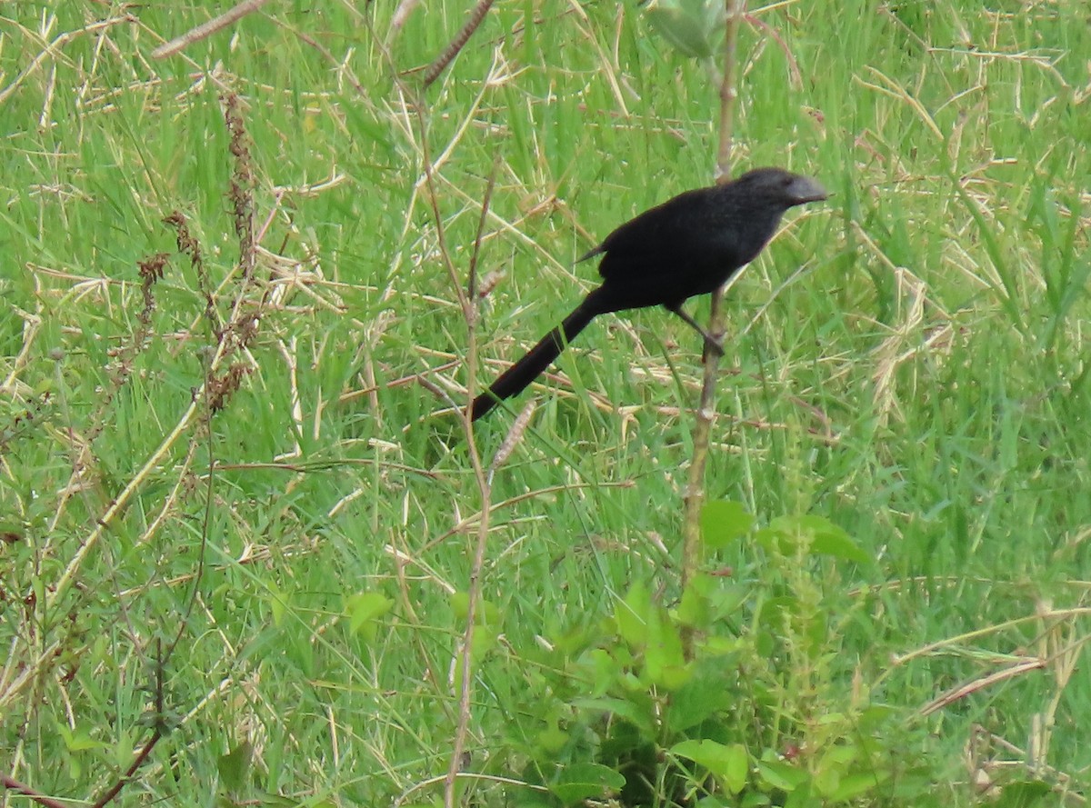 Ані товстодзьобий - ML646067770