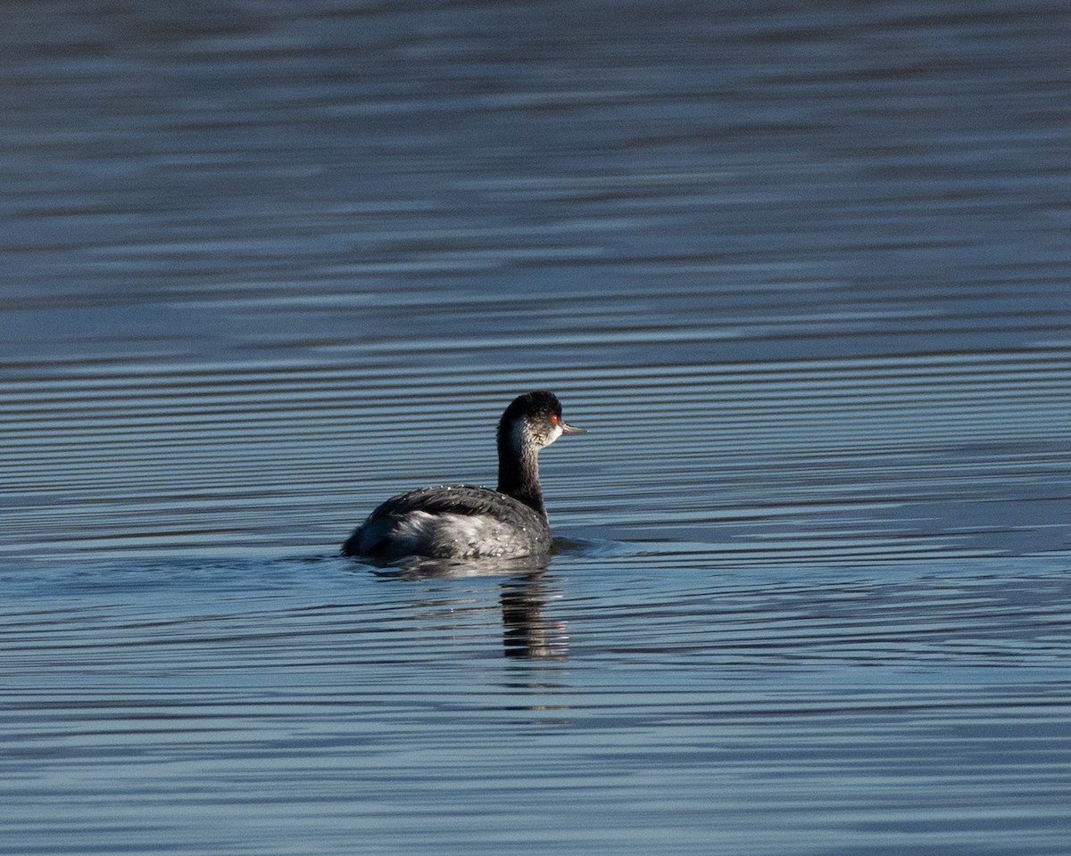黑頸鸊鷉 - ML646067785