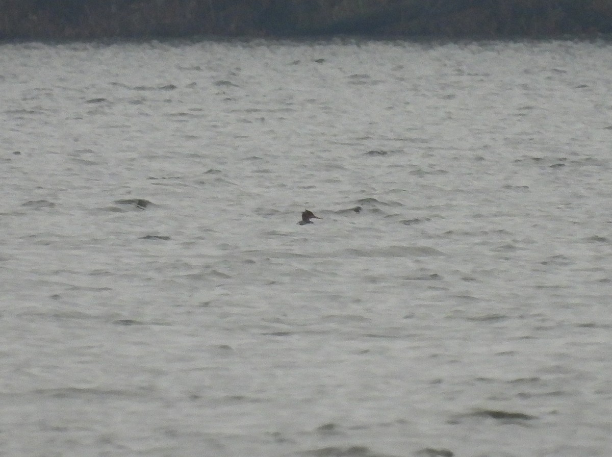 Red-breasted Merganser - ML646067799