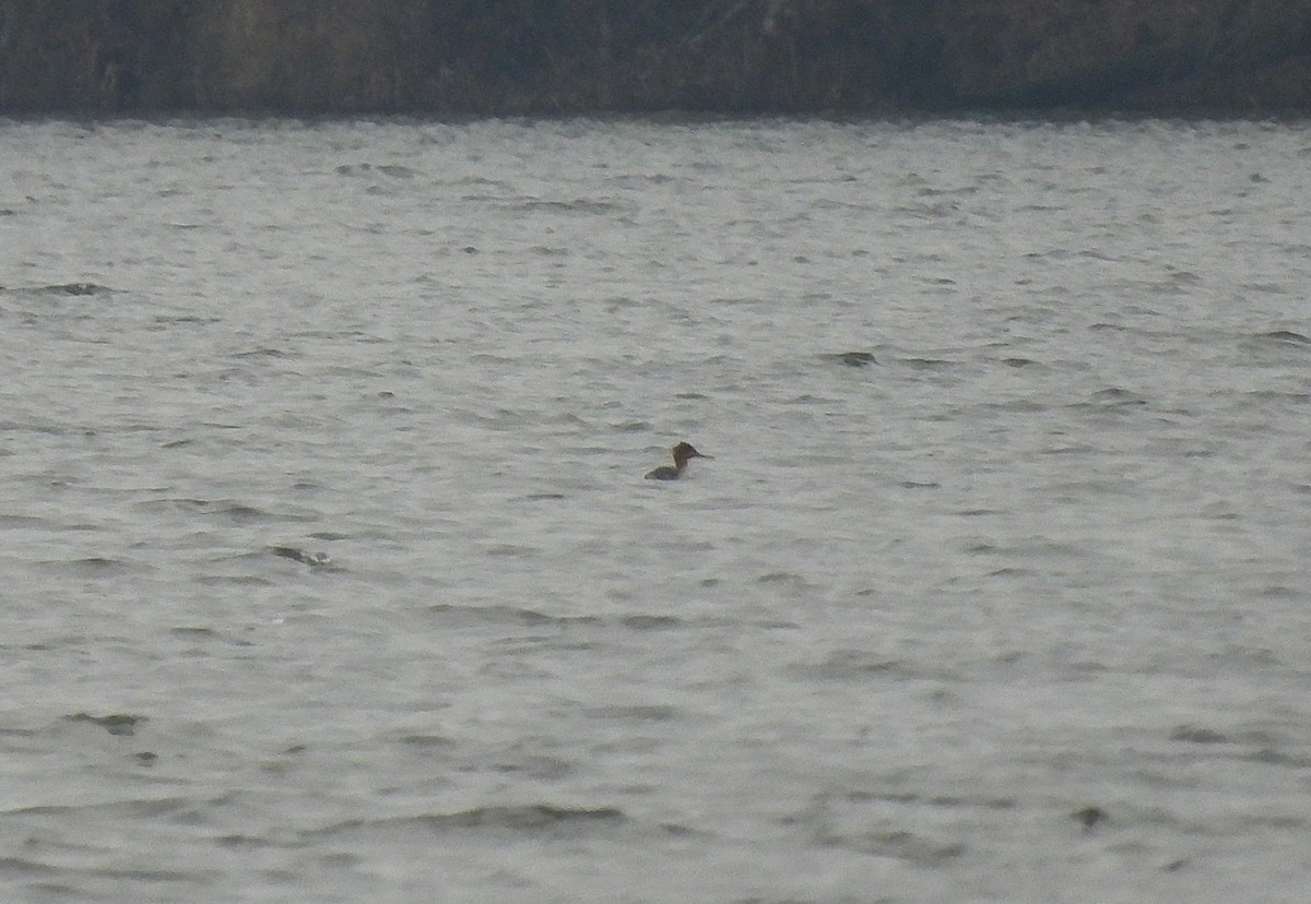 Red-breasted Merganser - ML646067800