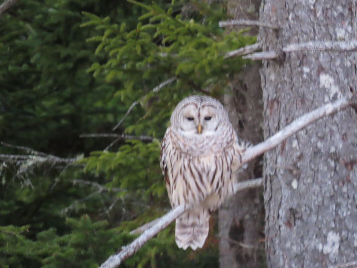 Barred Owl - ML646067803