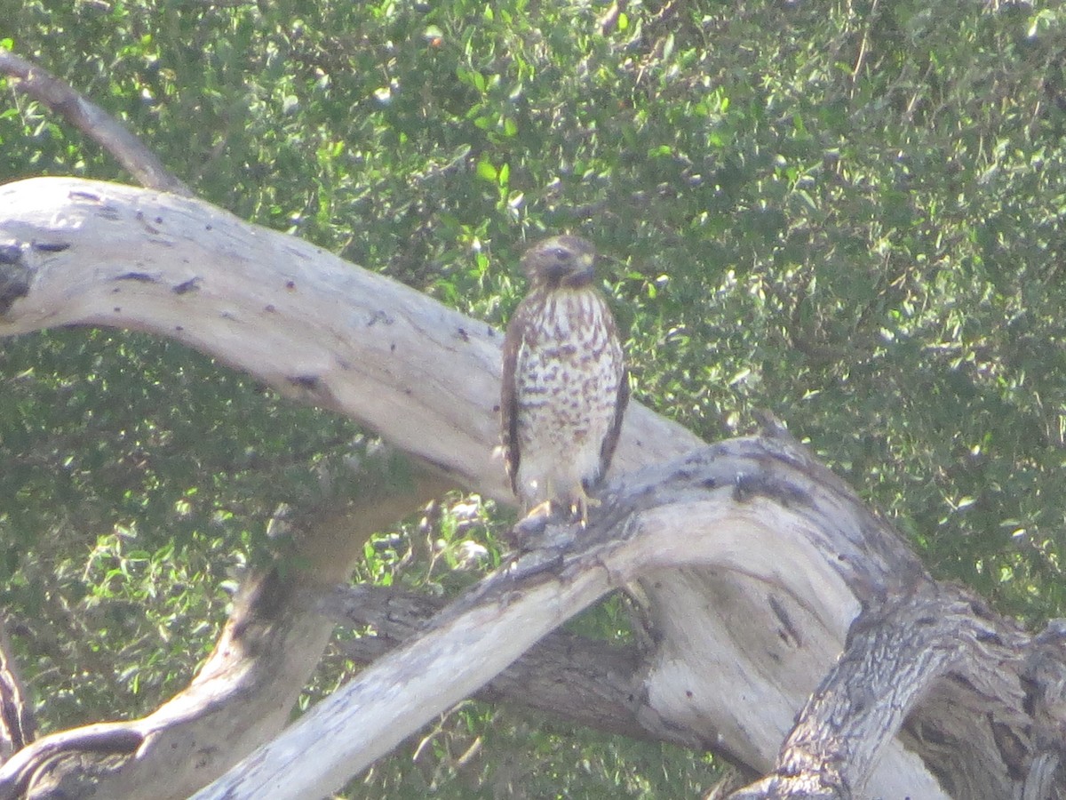 Red-shouldered Hawk - ML646067804