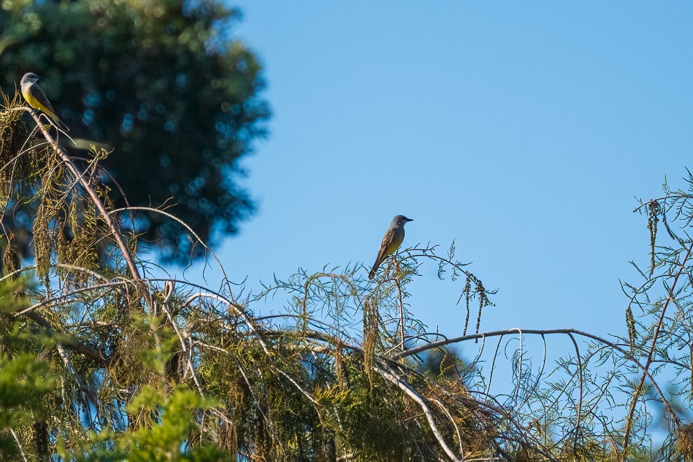 Cassin's Kingbird - ML646067812