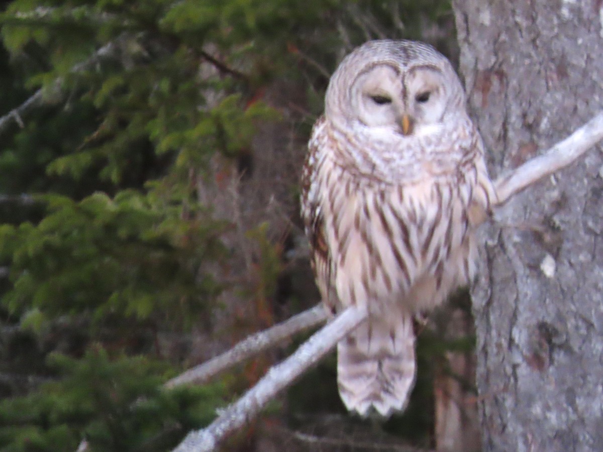Barred Owl - ML646067814