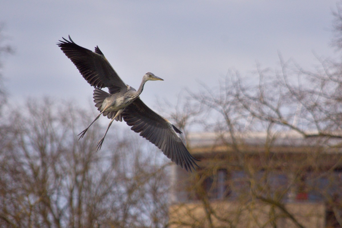 Gray Heron - ML646067820