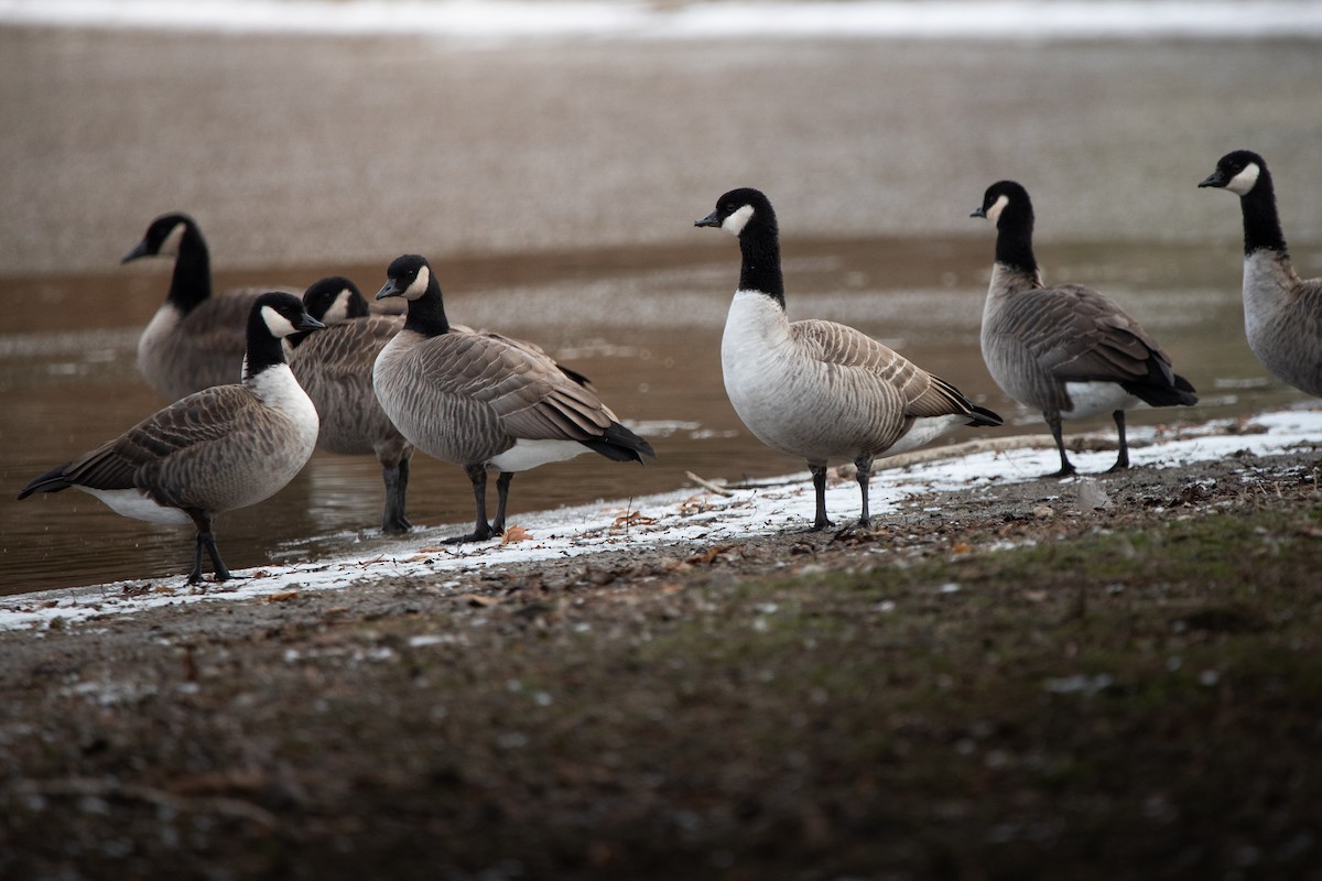 Cackling Goose - ML646067822