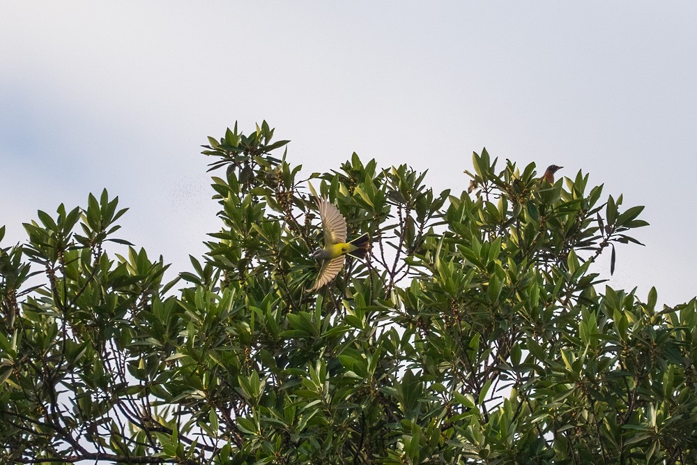 tyran západní - ML646067826