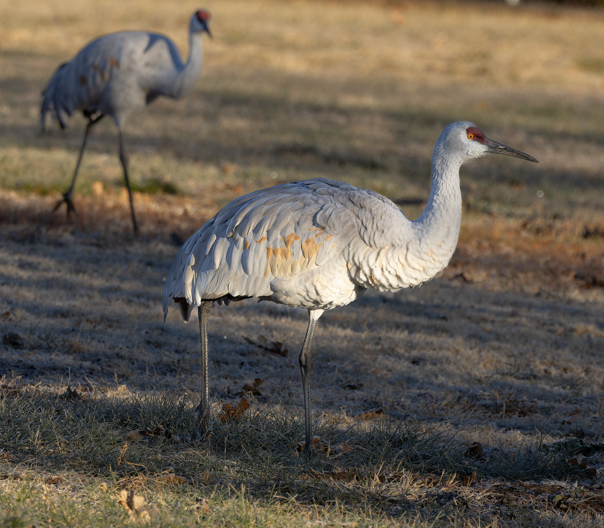 沙丘鶴 - ML646067827