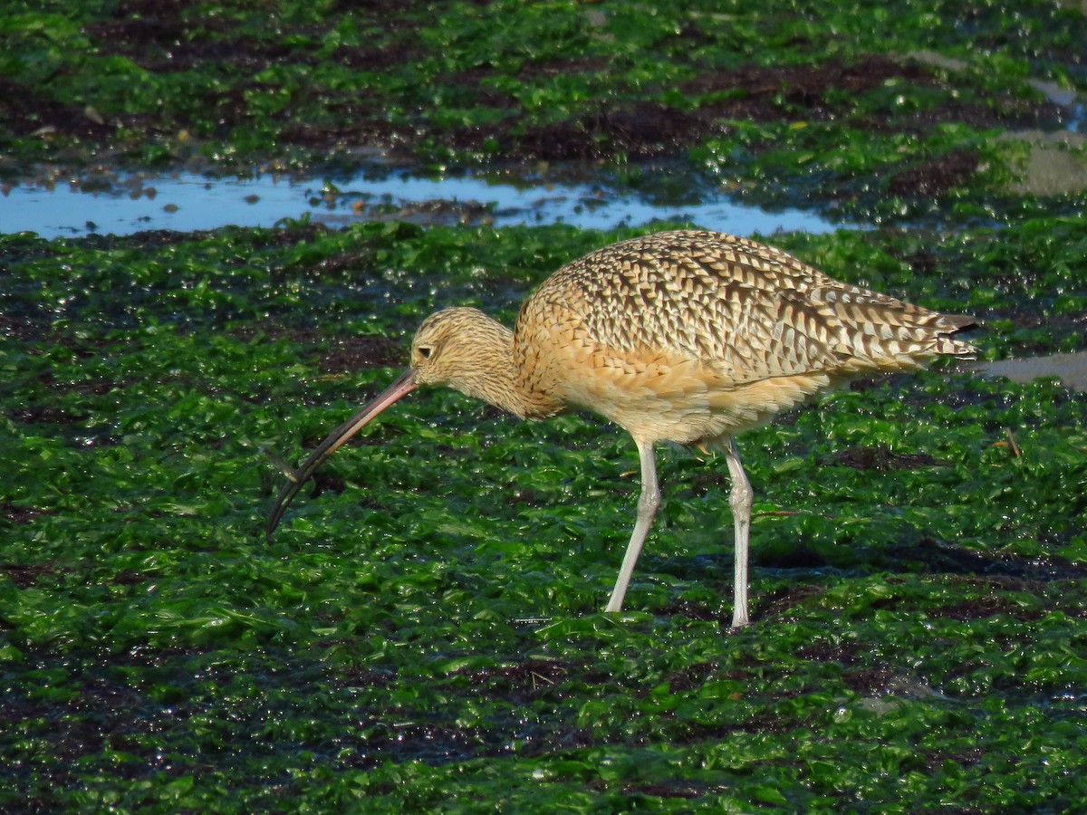 Long-billed Curlew - ML646067828
