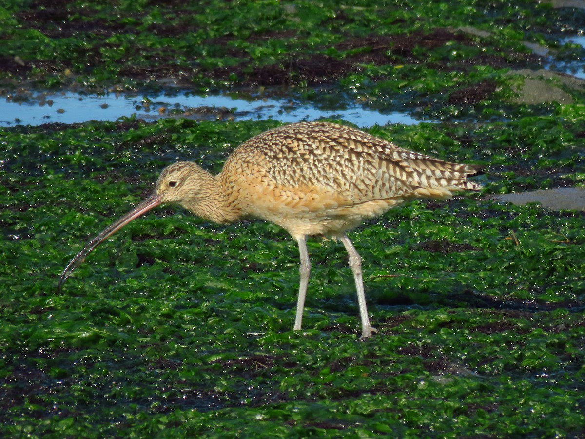 Long-billed Curlew - ML646067832
