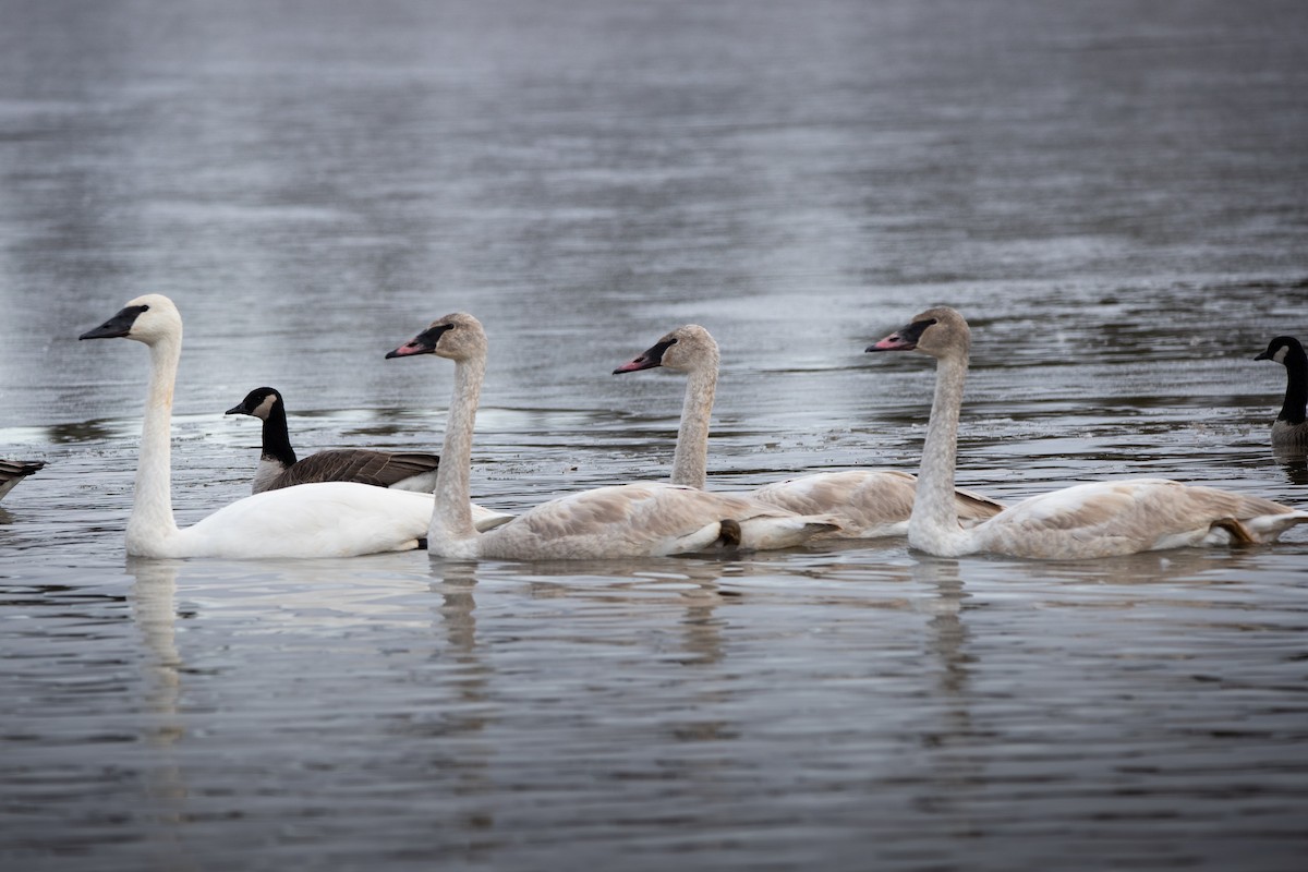 Trumpeter Swan - ML646067834
