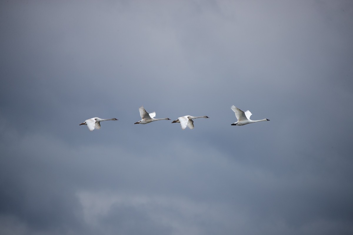 Trumpeter Swan - ML646067835