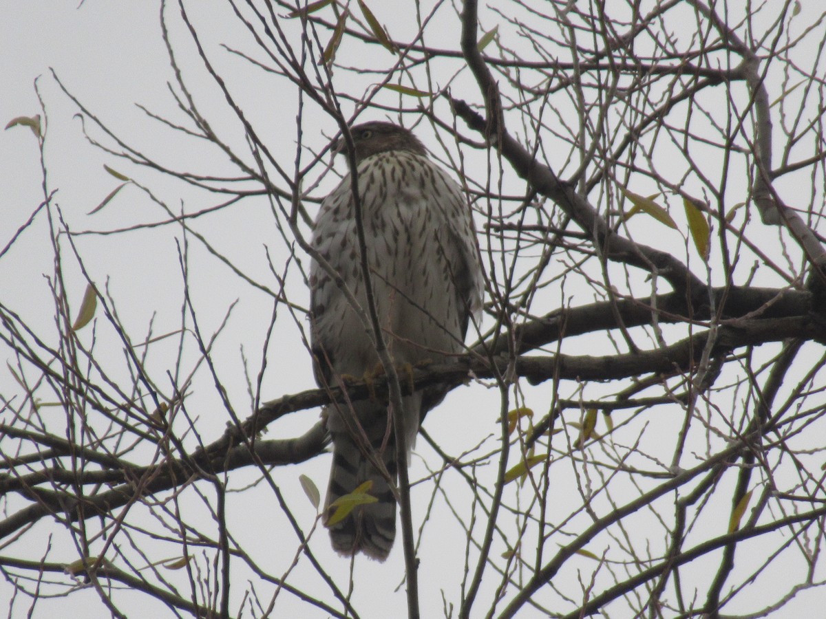 Cooper's Hawk - ML646067837