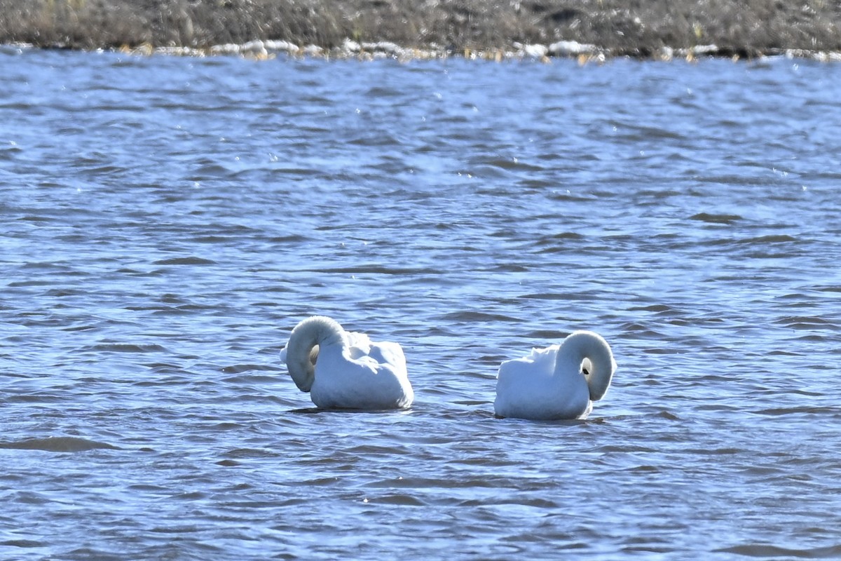 疣鼻天鵝 - ML646067838