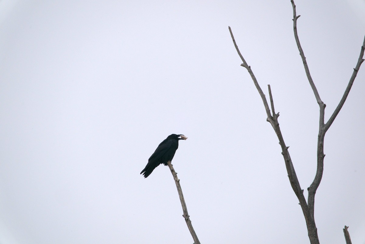 American Crow - ML646067839