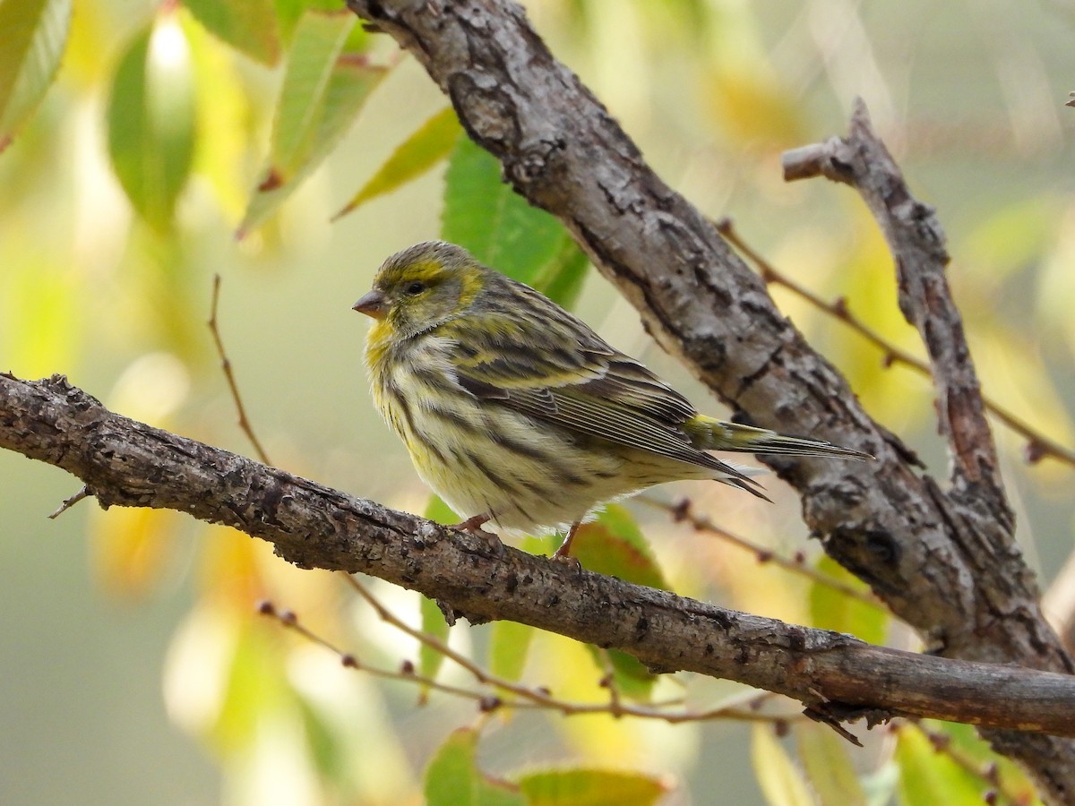 European Serin - ML646067840