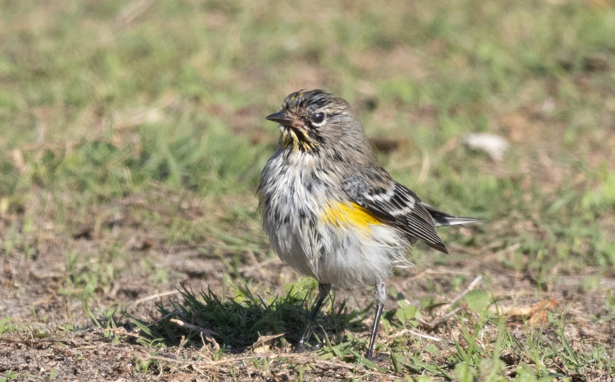 Yellow-rumped Warbler - ML646067842