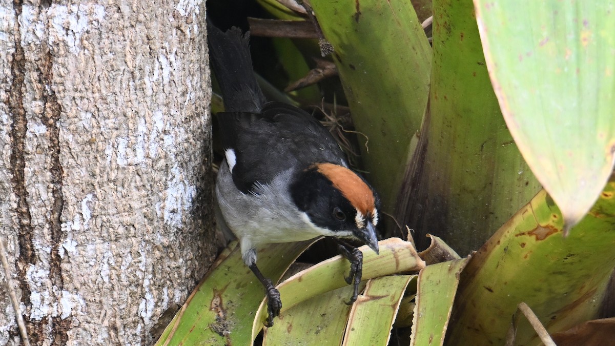 White-winged Brushfinch - ML646067845