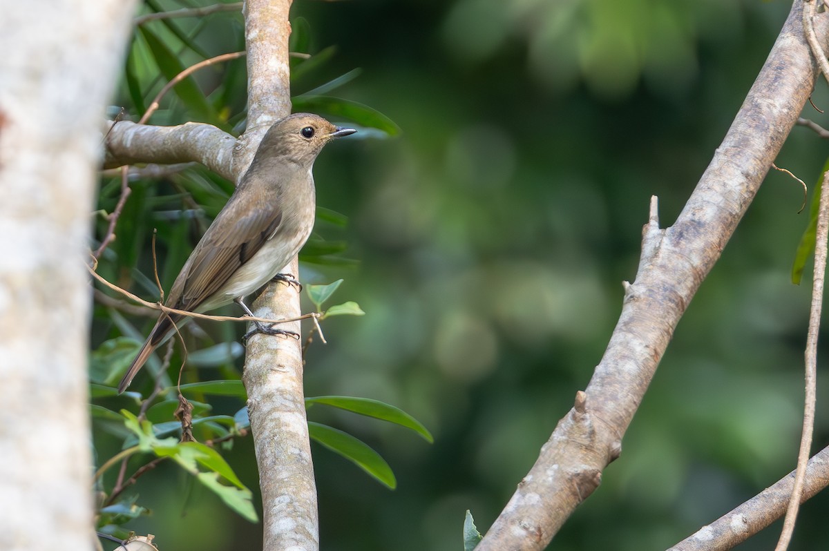 寬嘴鶲 - ML646067847