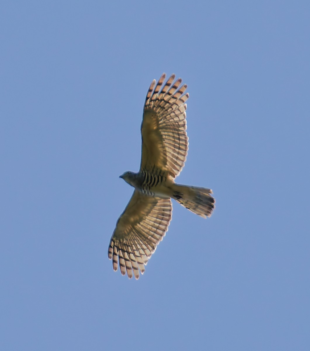 Gray Goshawk - ML646067851