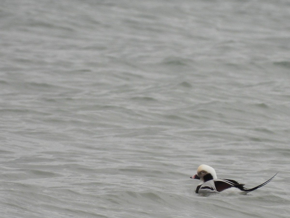 長尾鴨 - ML646067852